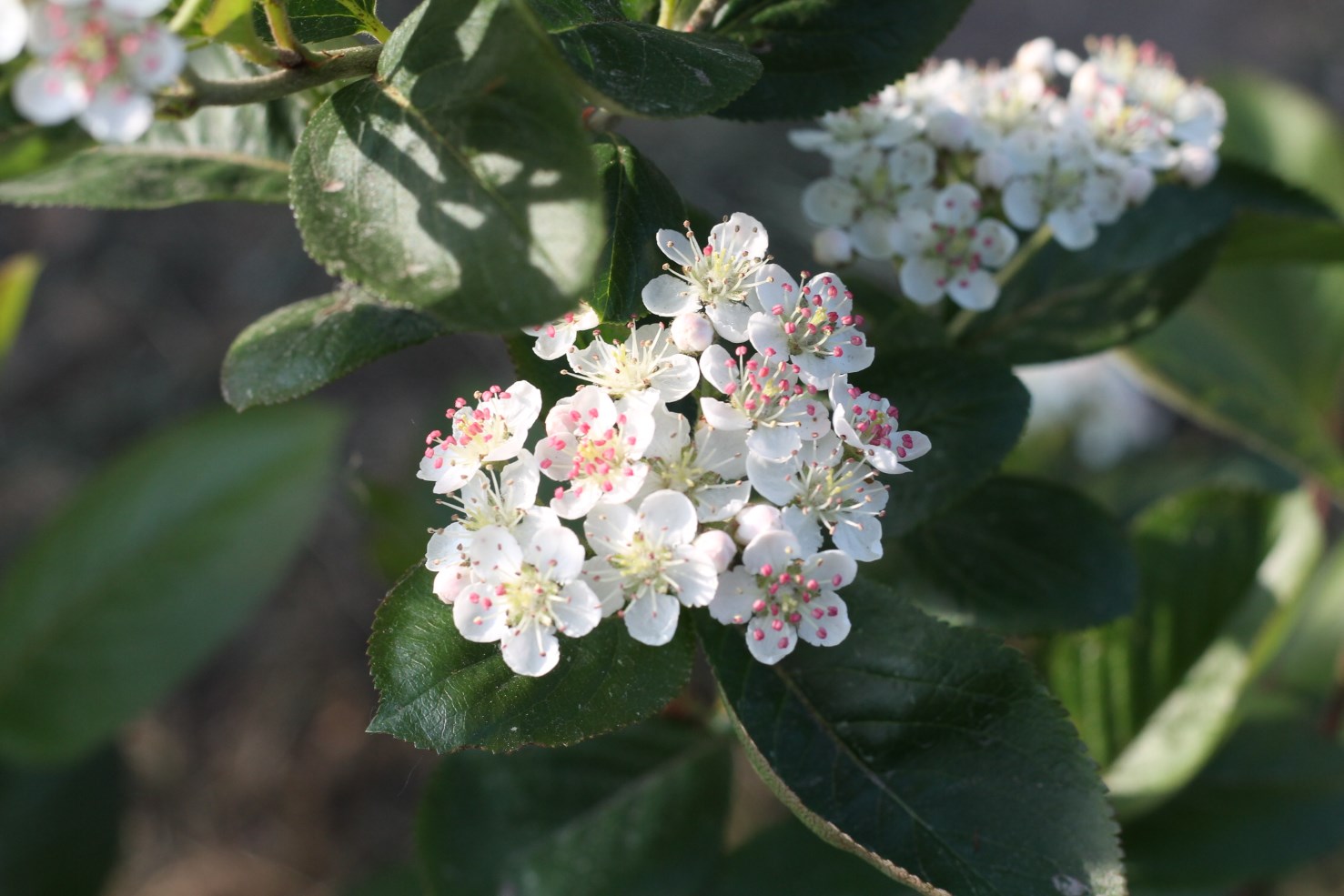 aronia vitaminbeere